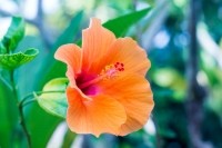 hibiscus flower, Nittaya Mungma,EyeEm