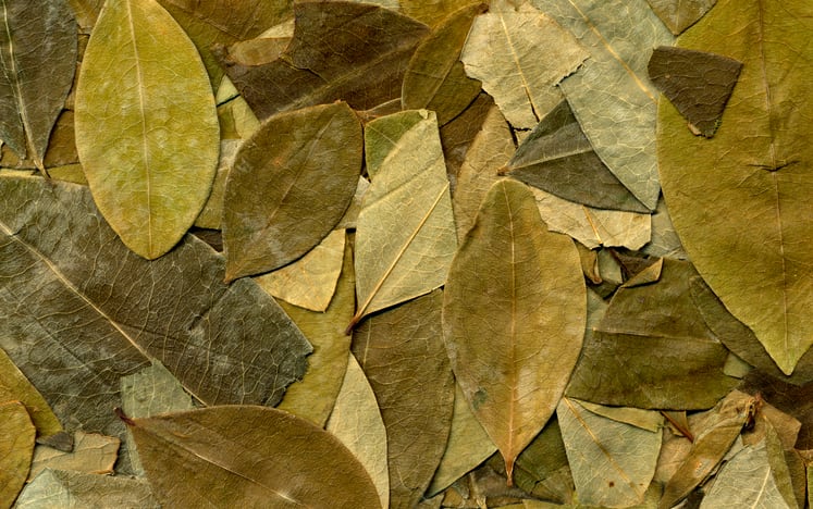 'This is a whole new flavor chemistry': Coca leaf extract improves the taste of diet cola 