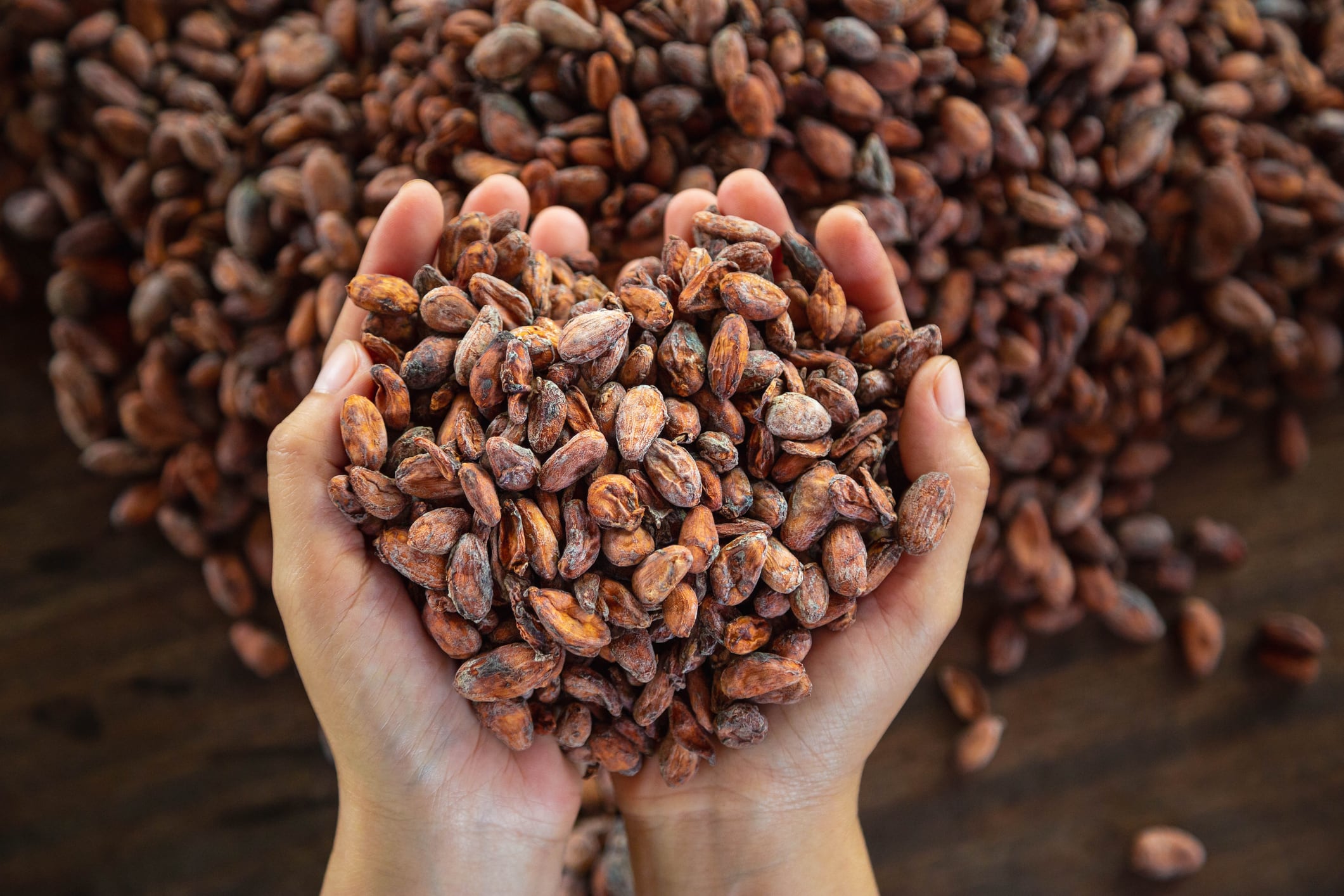 Image: Worker holding a handful of cocoa beans