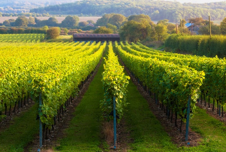 Could grapevines hold the key to creating biodegradable packaging?