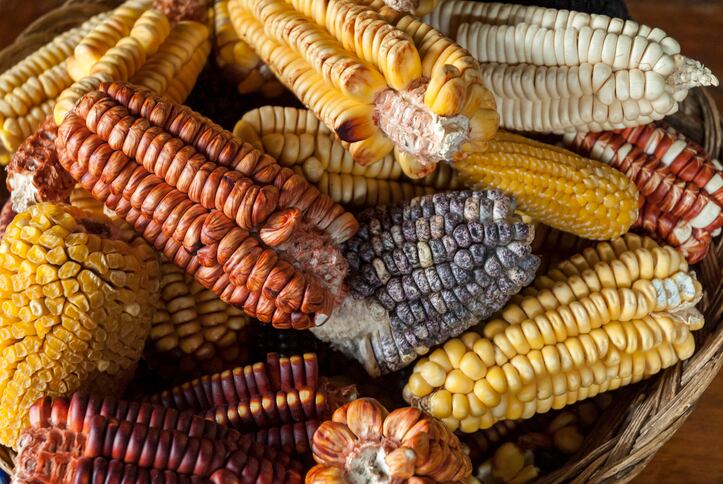 Colombia inks US$1 million deal for climate-smart corn