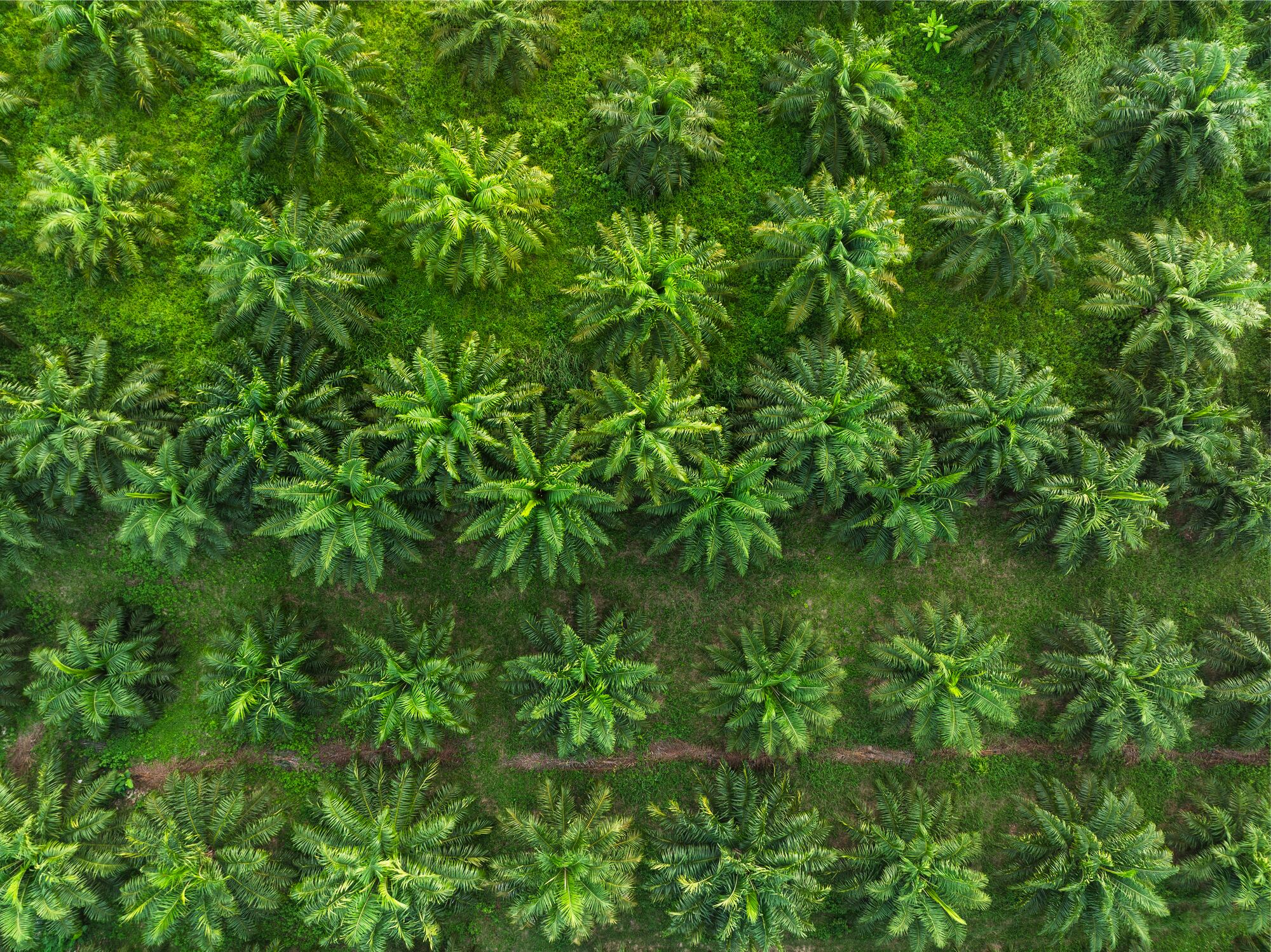 Can RSPO certifications reduce efficiency? 