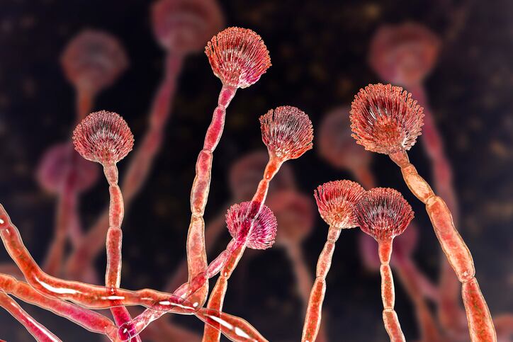 Fungus-Aspergillus-flavus-the-major-producer-of-aflatoxin-in-crops-DrMicrobe.jpg