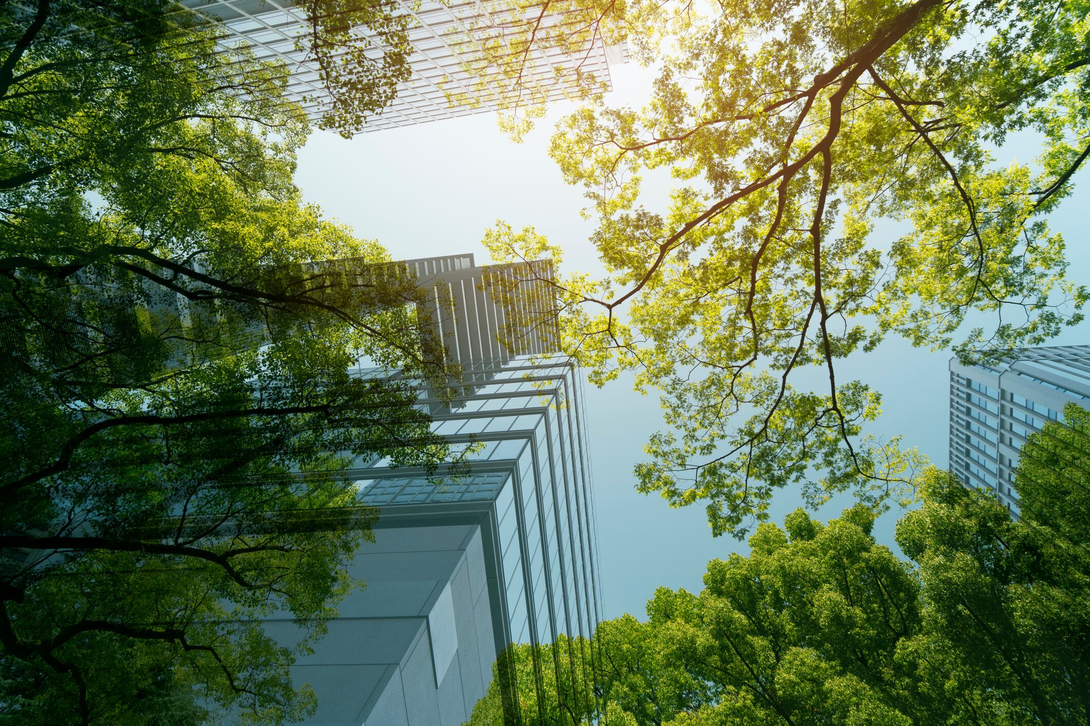 EUDR: Certified palm oil supports compliance in Netherlands