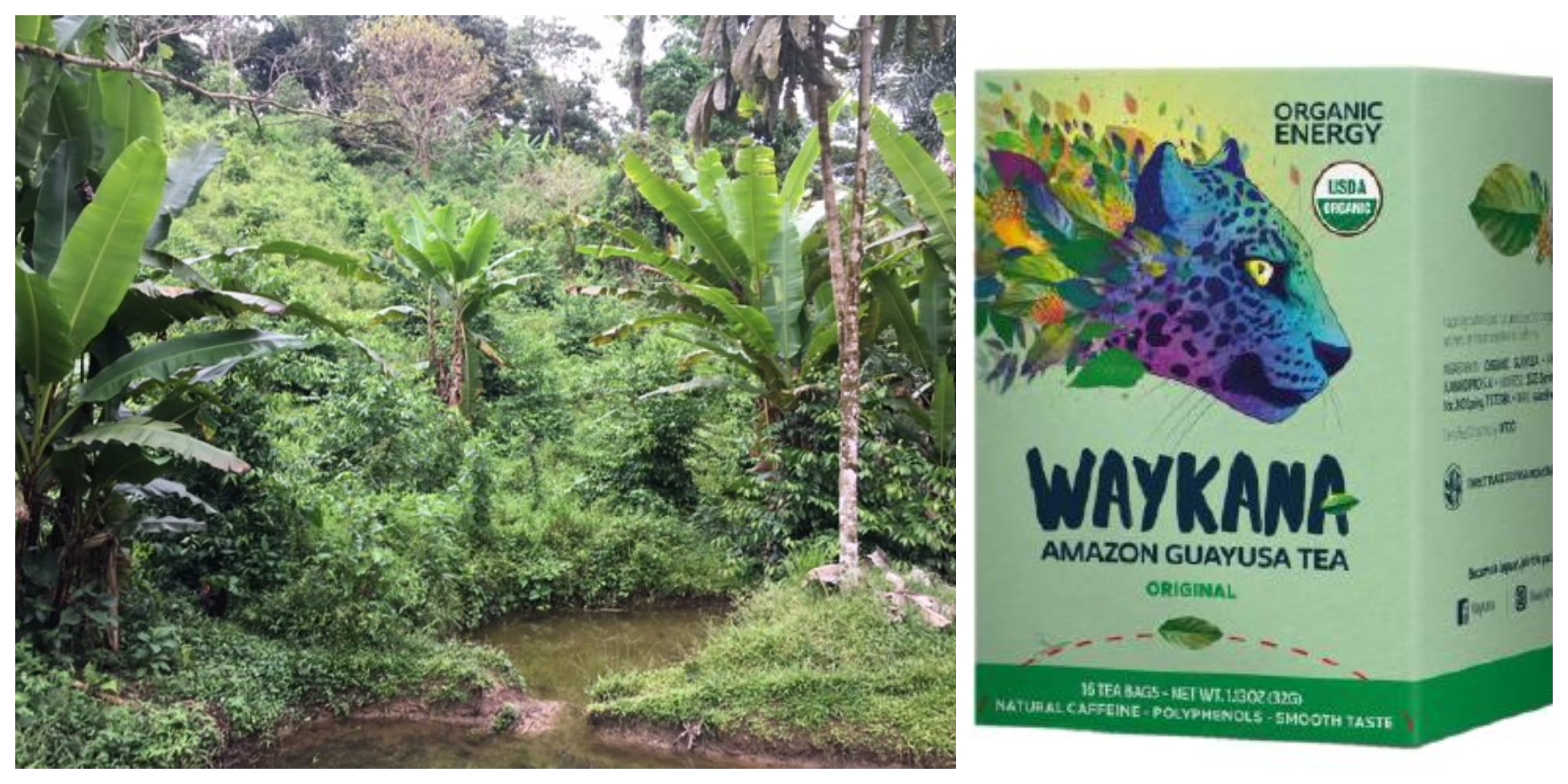 Guayusa: Ceremonial energy tea from Ecuador to begin European charge