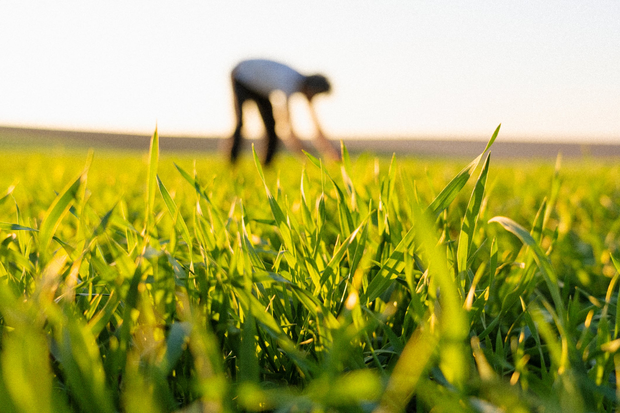5 CPG brands fueling the regenerative agriculture surge