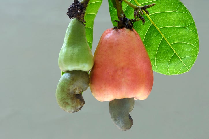 Cashing in on cashew nut waste: A natural alternative to nitrates?