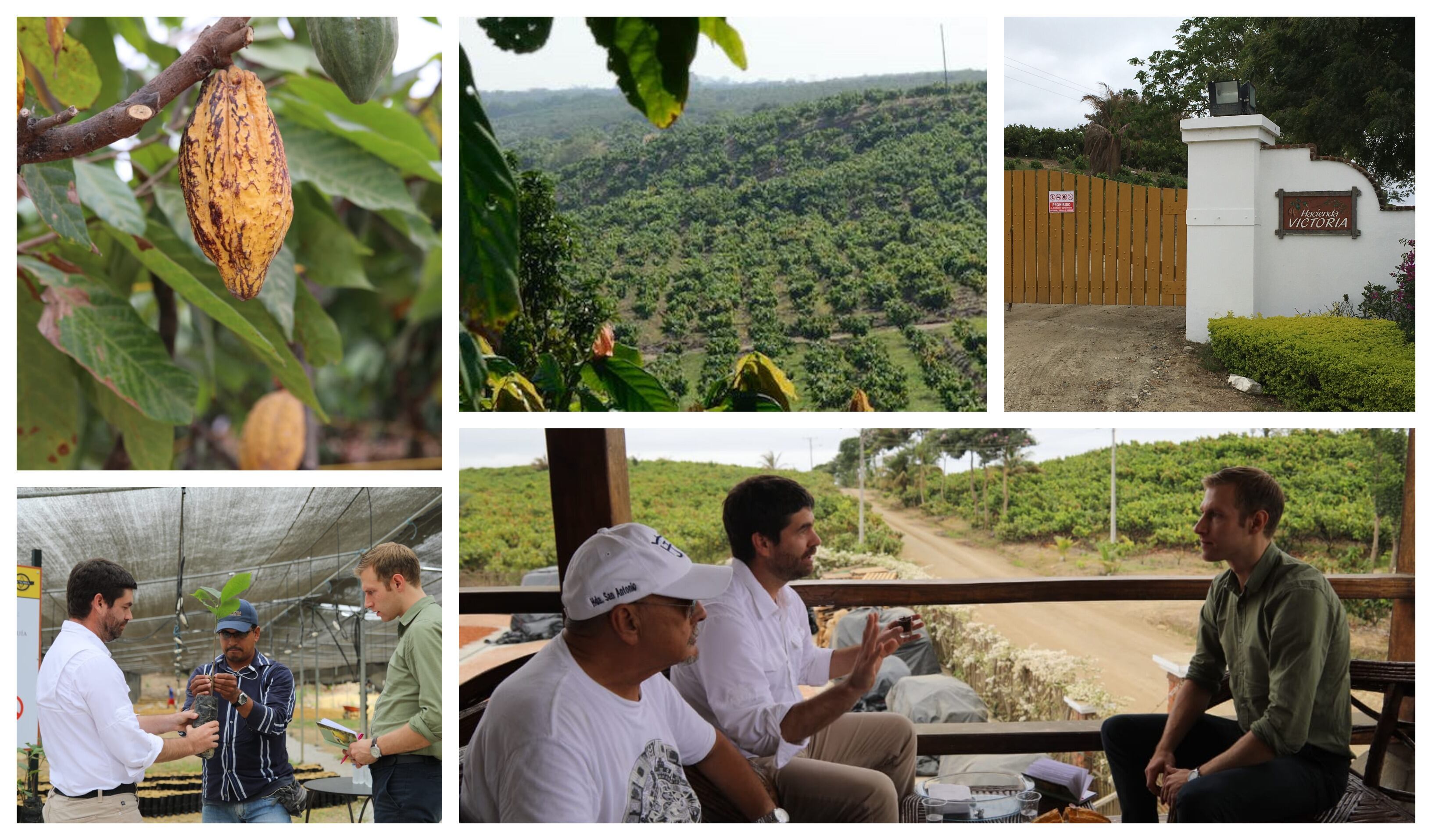 ‘Cities of fine flavor cocoa’ and lost varieties never before found in chocolate
