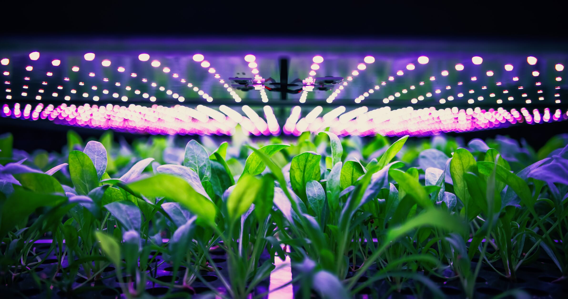 Why vertical farming failed - notes from a survivor
