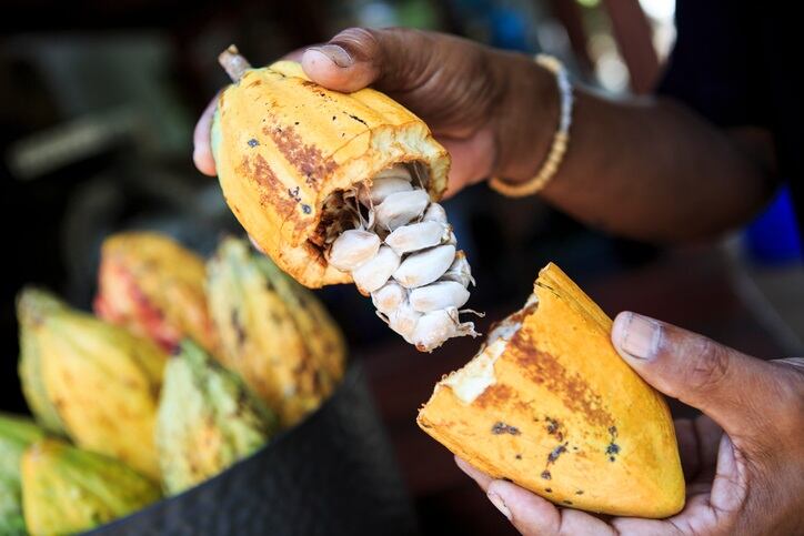 Mexico on 'reactivating' its cocoa sector:  'Our goal is to position Mexico as the origin of chocolate in the world'
