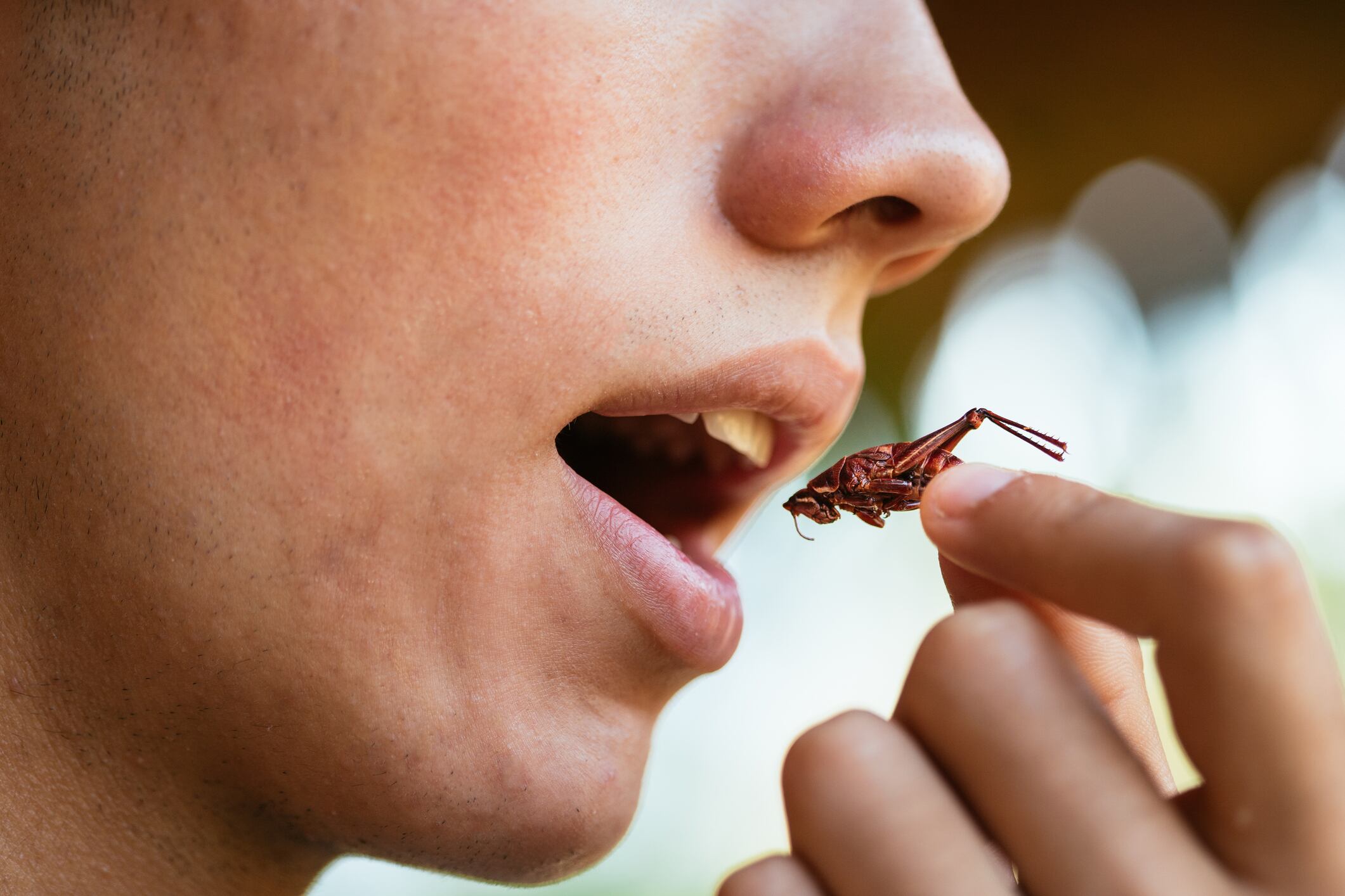 Young man eating insects, seasoned grasshoppers, entomophagy concept, mexican food