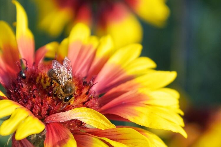 From hive AI to using bees as drones: Biodiversity loss drives innovation buzz