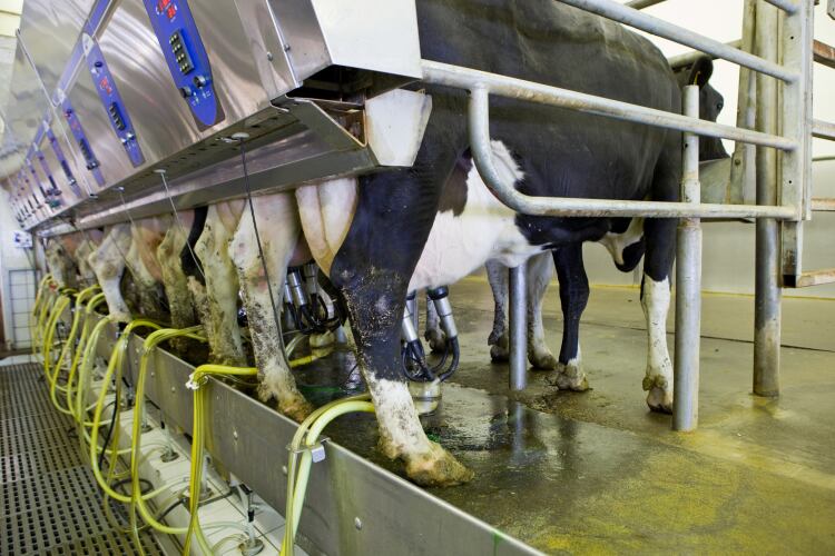Low milk production lifting dairy prices – but will demand be hit?