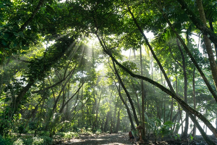 ‘Coffee pulp can be a cost-effective forest restoration strategy’