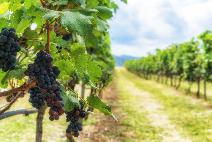vineyards-wine-volcano-getty-meinzahn.jpg