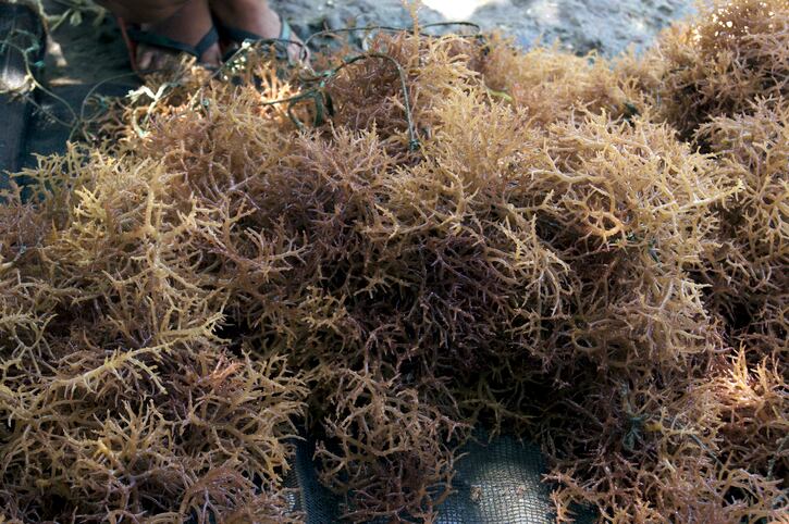 Gelymar doubles carrageenan capacity