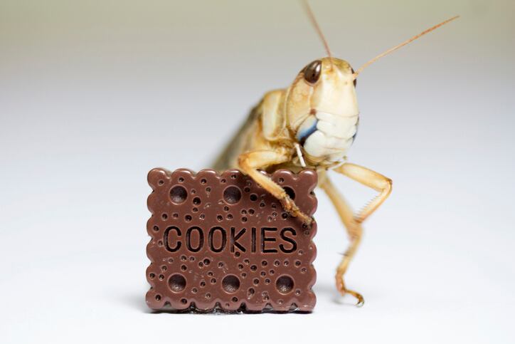 cricket-and-cookie.-insect-protein-in-baking-chocolate-Fernando-Trabanco-Fotografia.jpg