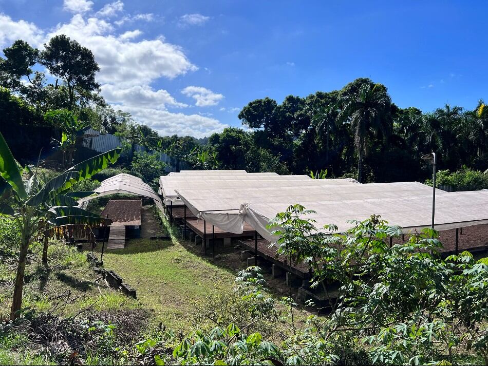 YACAO’s organic cocoa becomes first in LATAM to be ROC-certified 