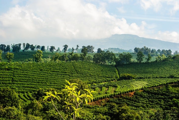 Avocado is out, jobo is in: The winning and losing fruits of climate change in Latin America