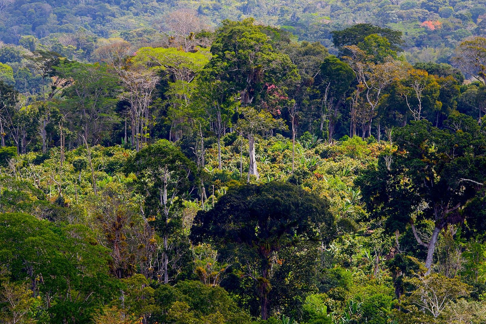 Brazil’s cocoa production bounces back after Covid problems