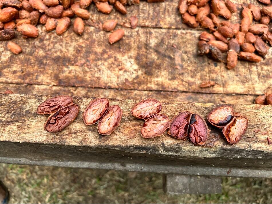 coridllera-cocoa-beans-open-crop.jpg