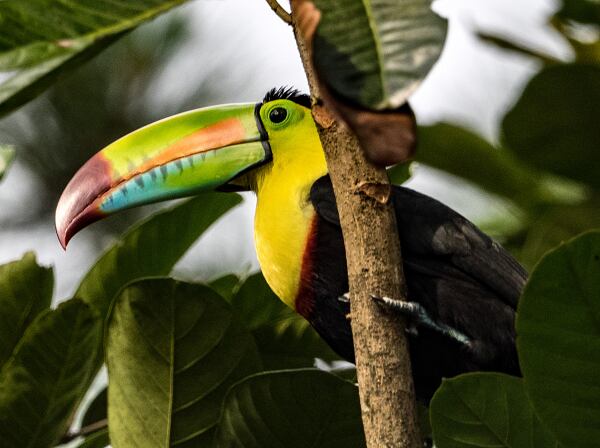 Costa Rica regenerative farm paves the way for better crops