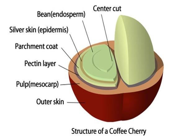 CoffeeCherryDiagram2.jpg