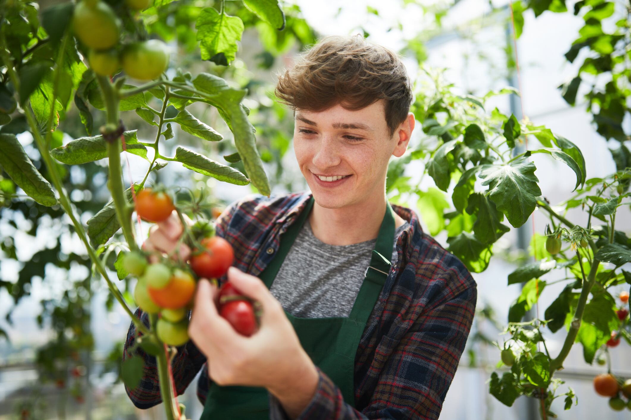 Tomato leaves: The next miracle protein?