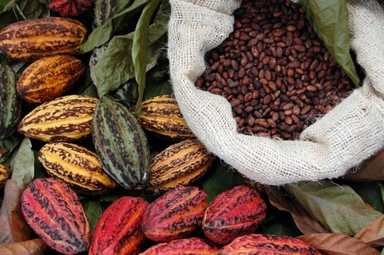Boost for Ecuador cocoa as country signs trade deal with China