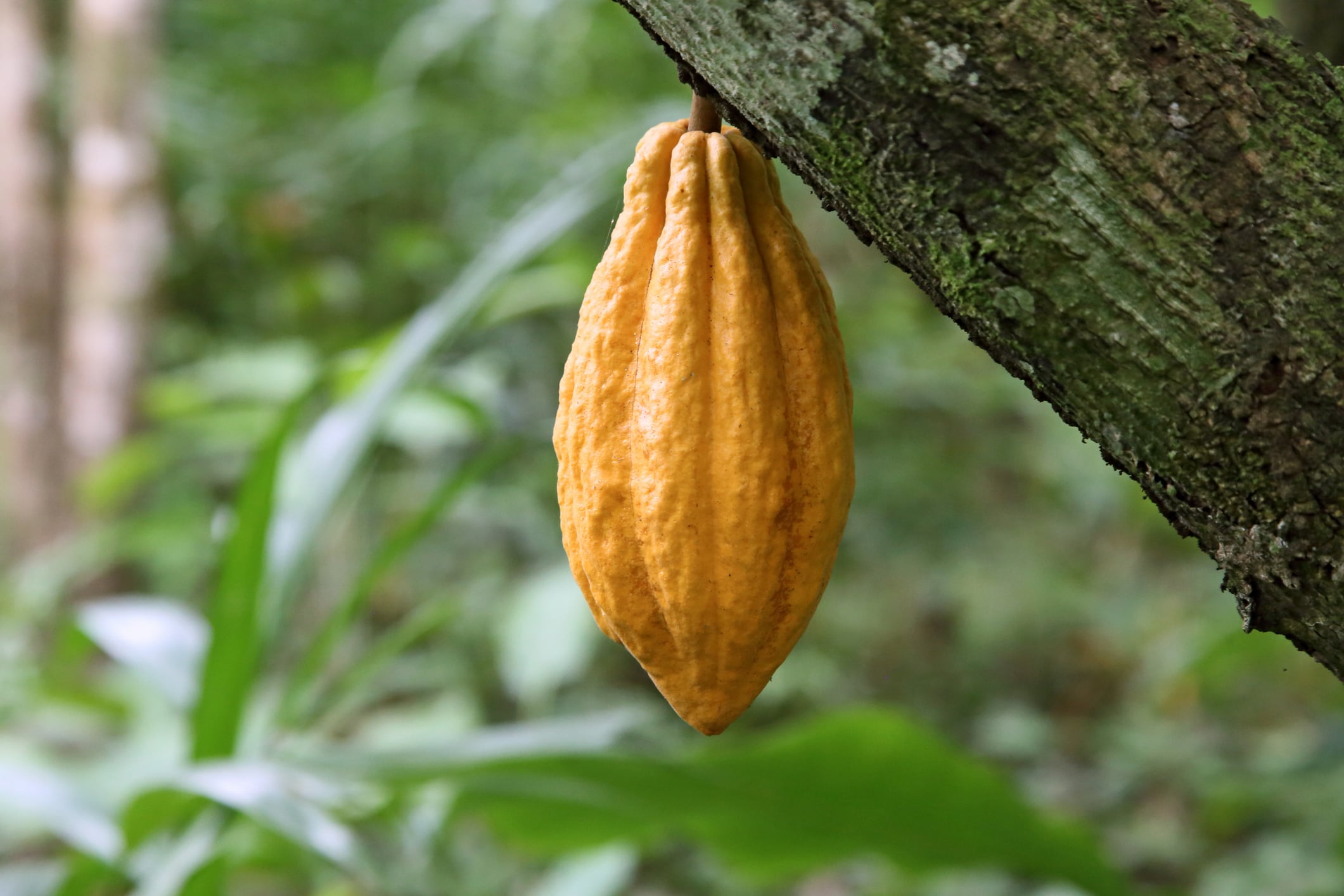 Resilience, sustainability, collaboration: The WCF’s recipe for solving the cocoa crisis