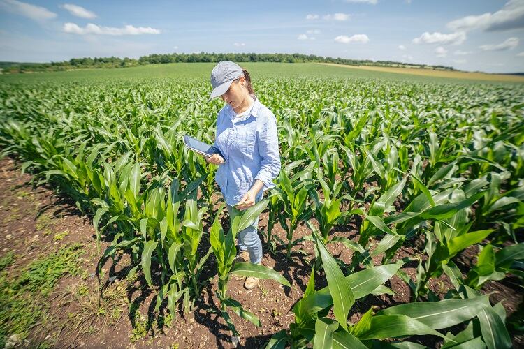 RTRS expands into corn to combat environmental challenges in supply chain