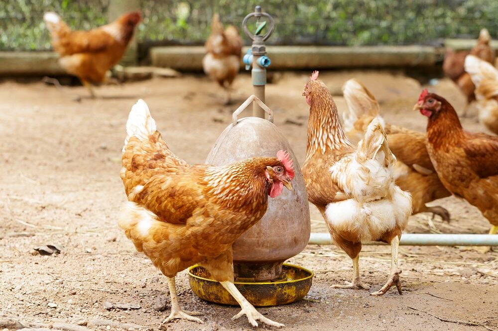 Nestlé & Unilever form new coalition committed to animal welfare standards