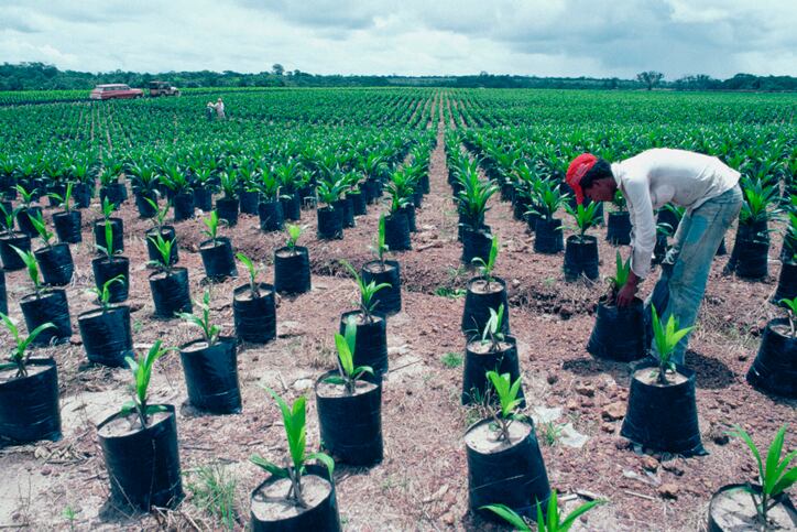 palm-oil-farmer-on-plantation-in-Belem-Brazil-Glowimages.jpg