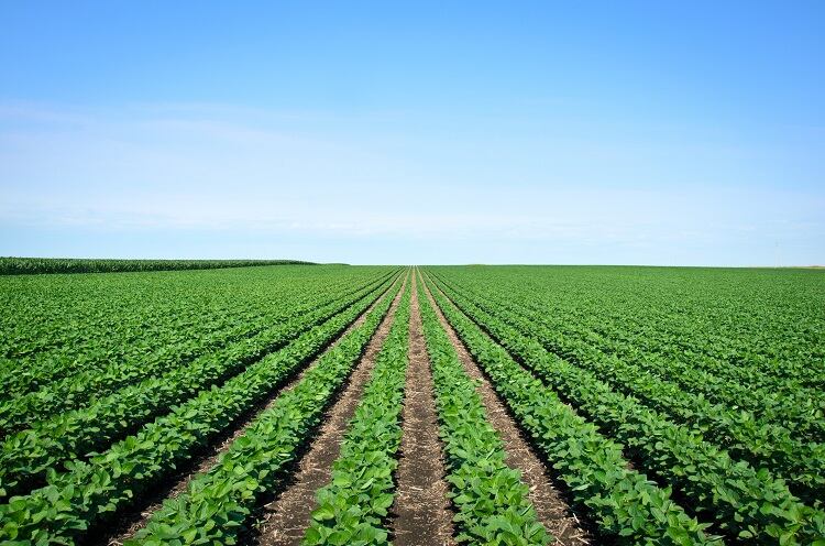 Sustainability at the source: How Unilever is addressing deforestation, living wages, and regenerative agriculture