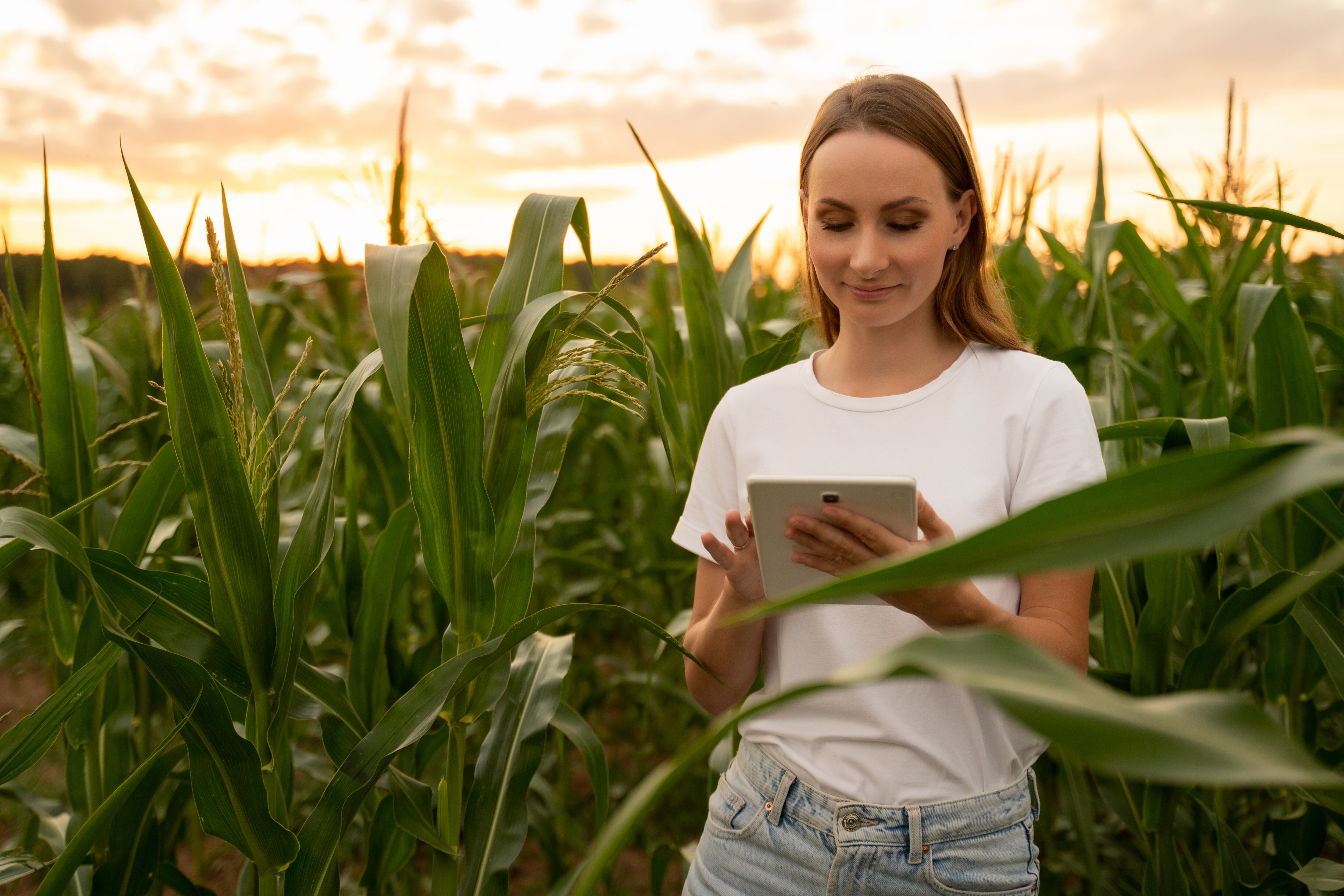 Regenerative organic farm. A female farmer inspects young corn plants in the middle of a cultivated field