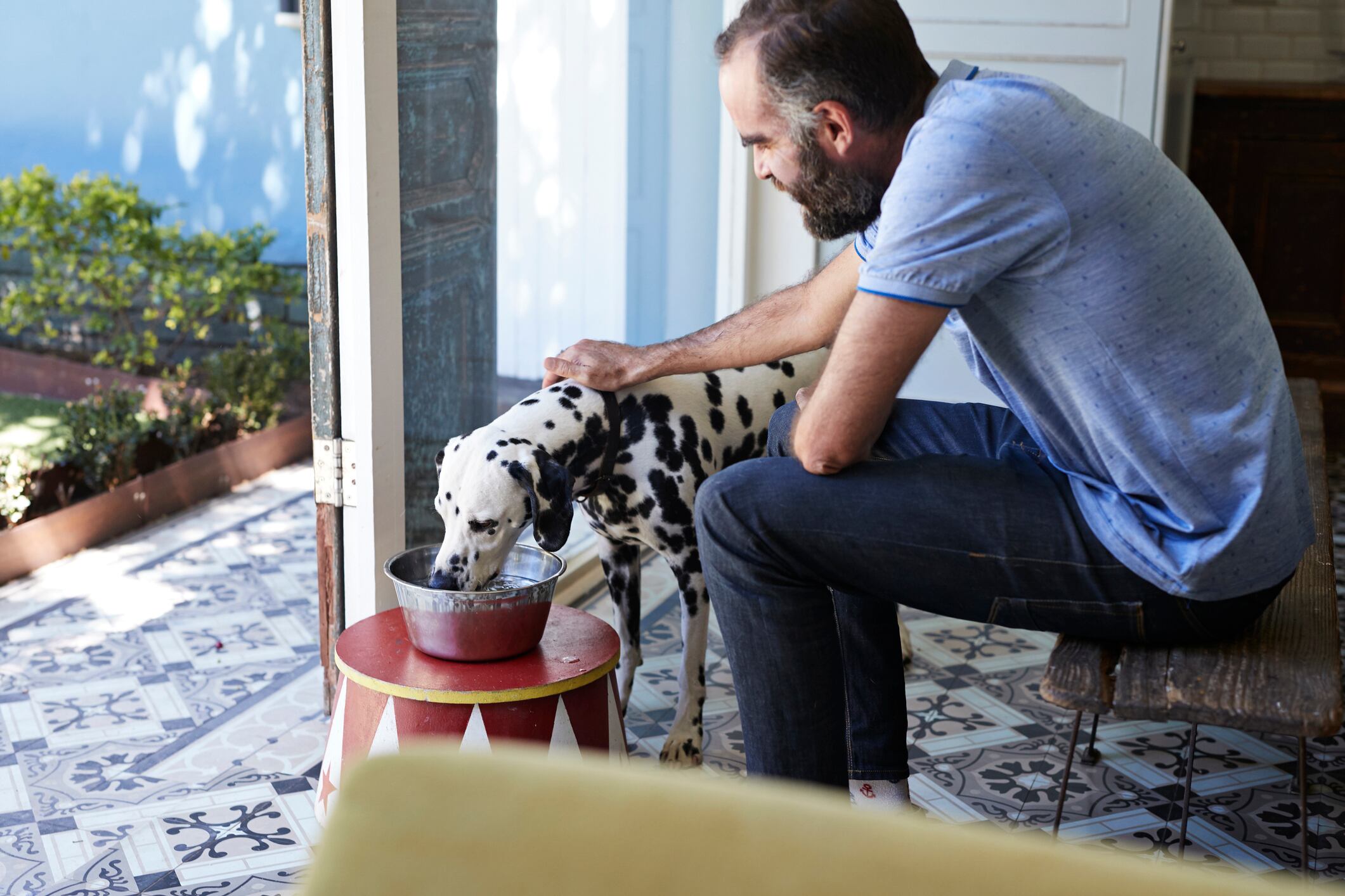 Insect protein bolsters antioxidant defences for dogs