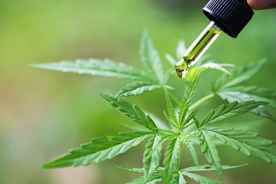 CBD in Latin America: Which countries will embrace it?