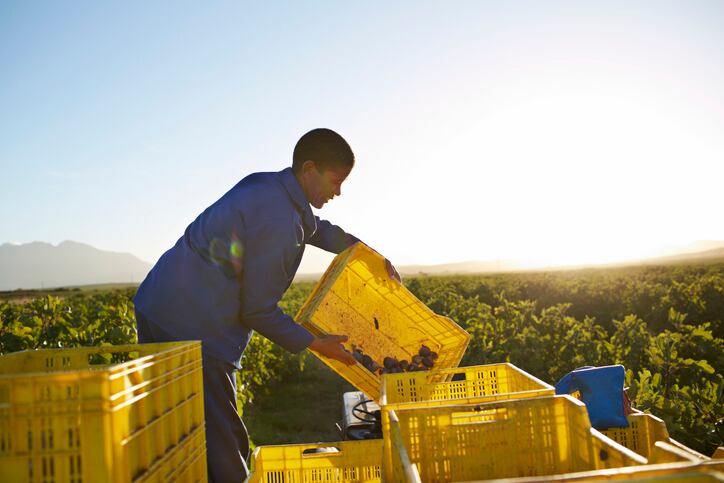 Trump administration lifts hurdles for immigrant farmworkers as harvest season peaks