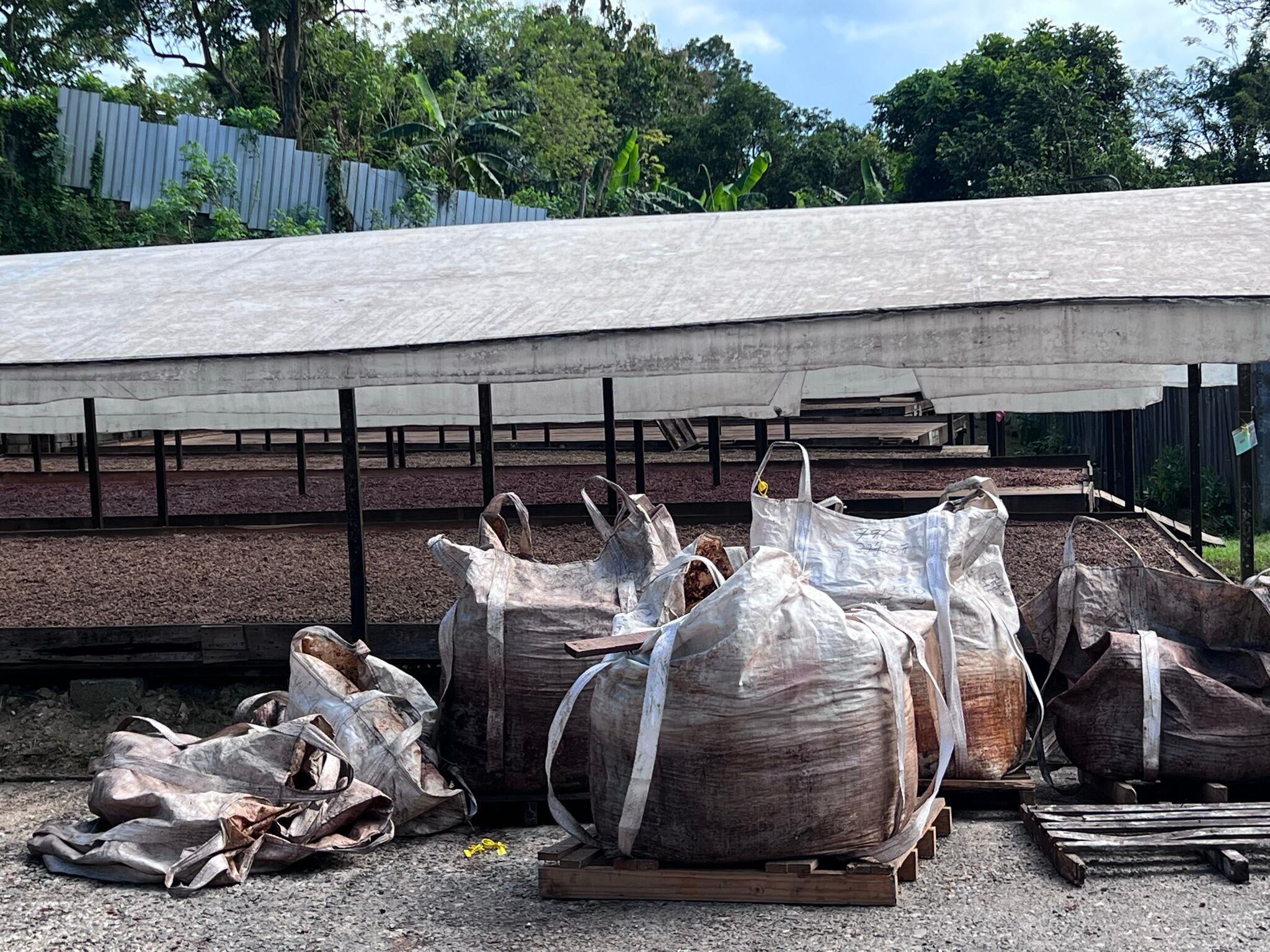 Sacks of wet beans