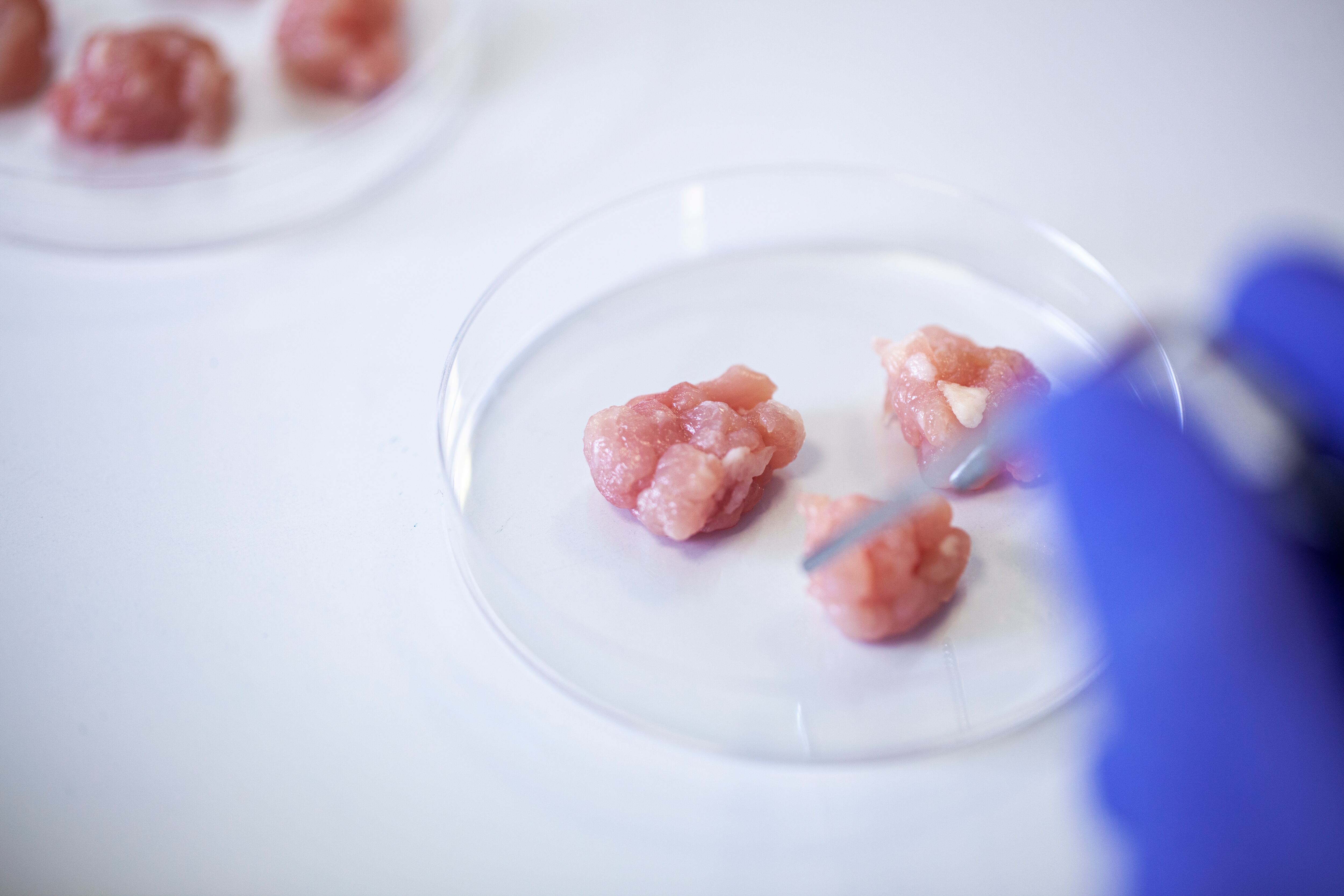 Cultivated meat has been legal to sell in the US since 2023.