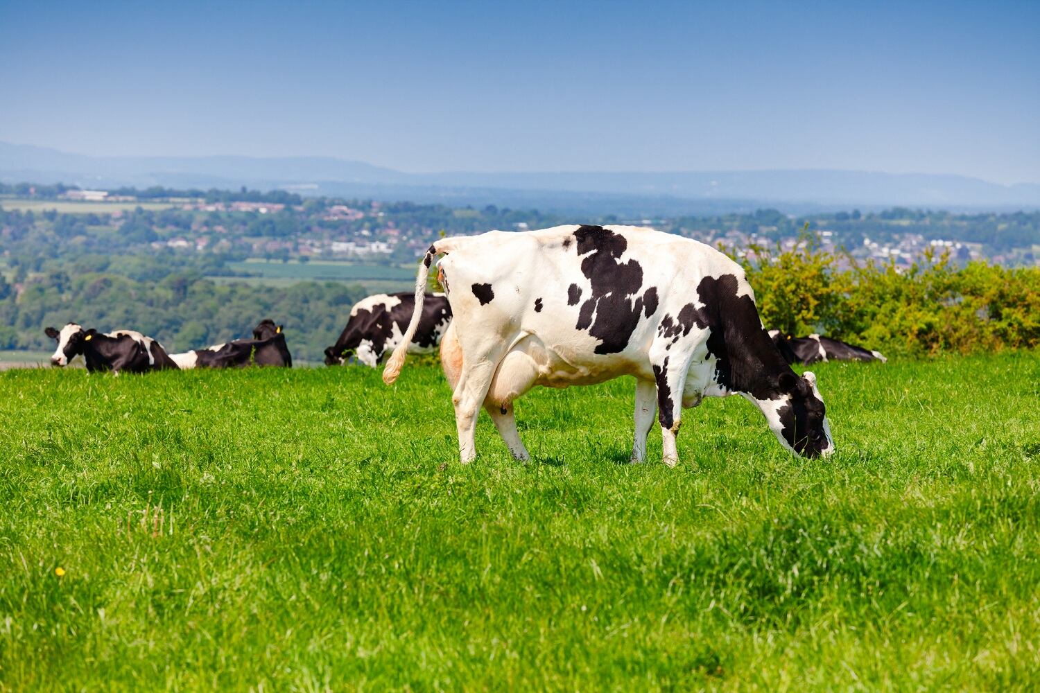 FrieslandCampina-explores-efforts-to-achieve-sustainable-circular-agriculture.jpg