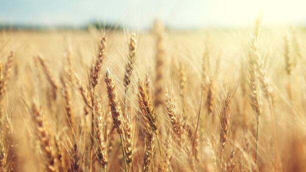 IWGSC partners with Arbor Biosciences to further research on bread wheat genome