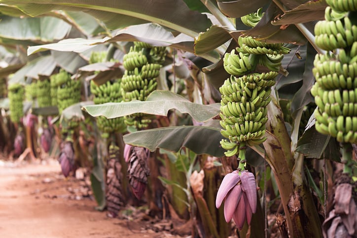 Colombia declares national emergency as TR4 banana disease confirmed