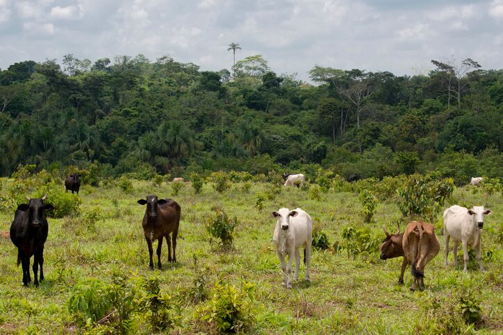 Environmental concerns: ‘Cows for cars’?