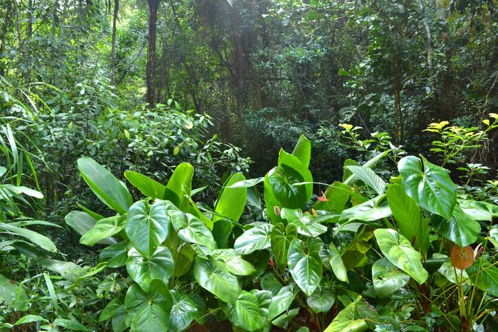 Symbionts living within tissues of Brazil's plants could be treasure trove of metabolites, study says