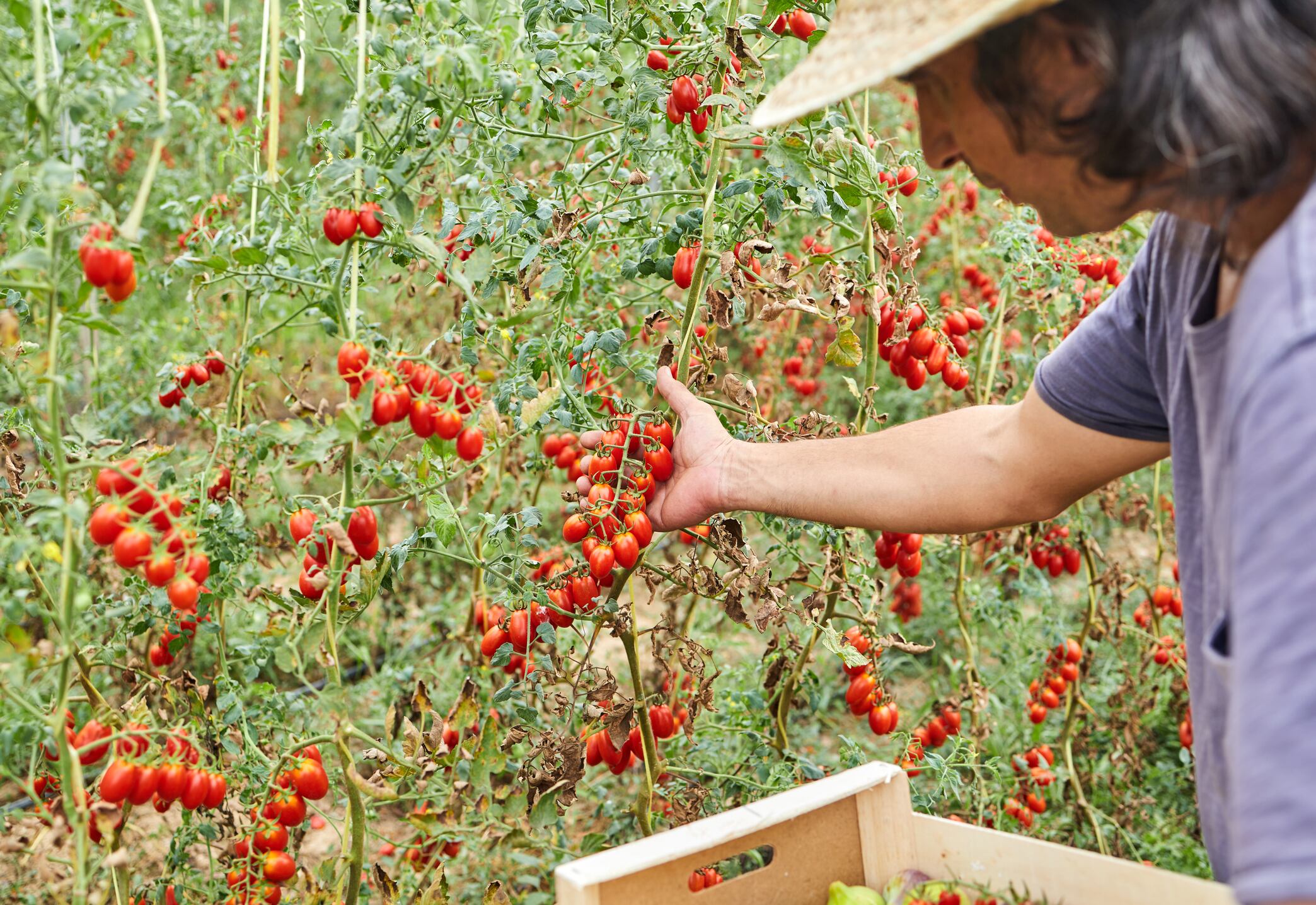 Unilever is helping tomato farmers in Spain transition to regenerative agriculture.