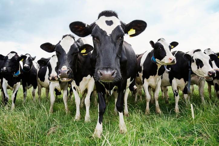 Danone takes lead on dairy methane reduction through new partnership