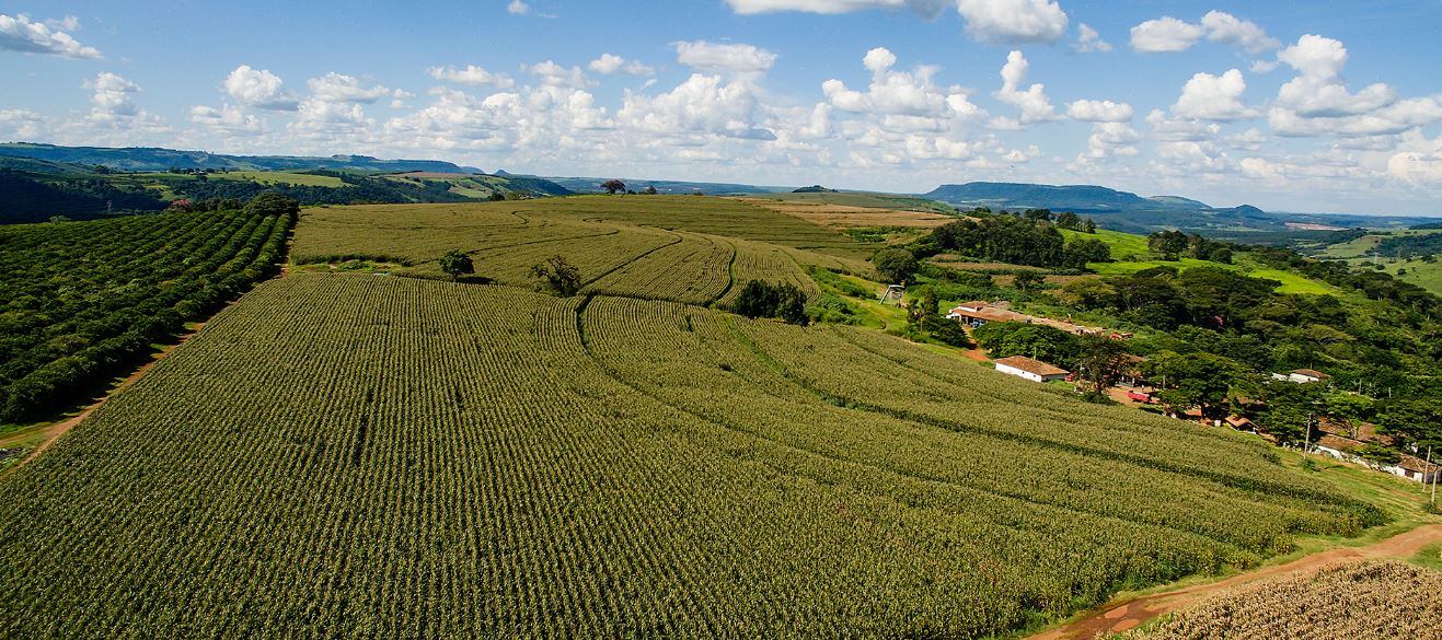 Large-scale regenerative agriculture is possible – and profitable, says Rizoma