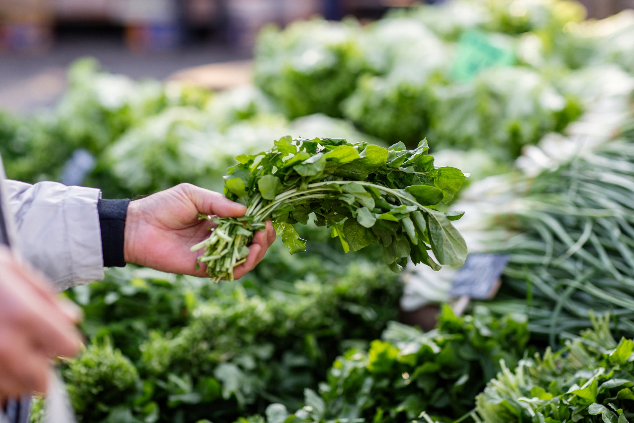 Man's hand choosing fresh arugula at local market in Turkey