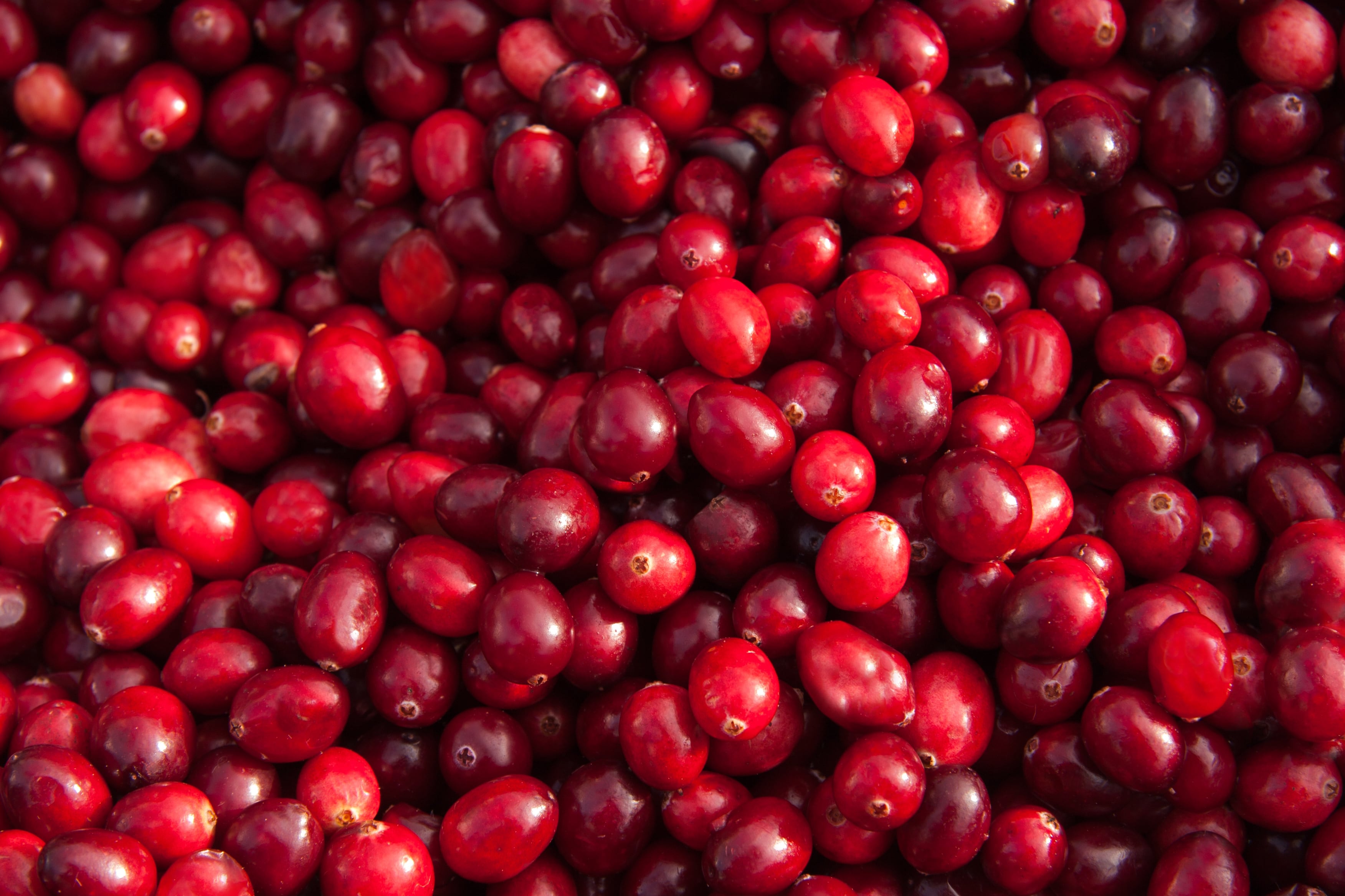 Fresh cranberries